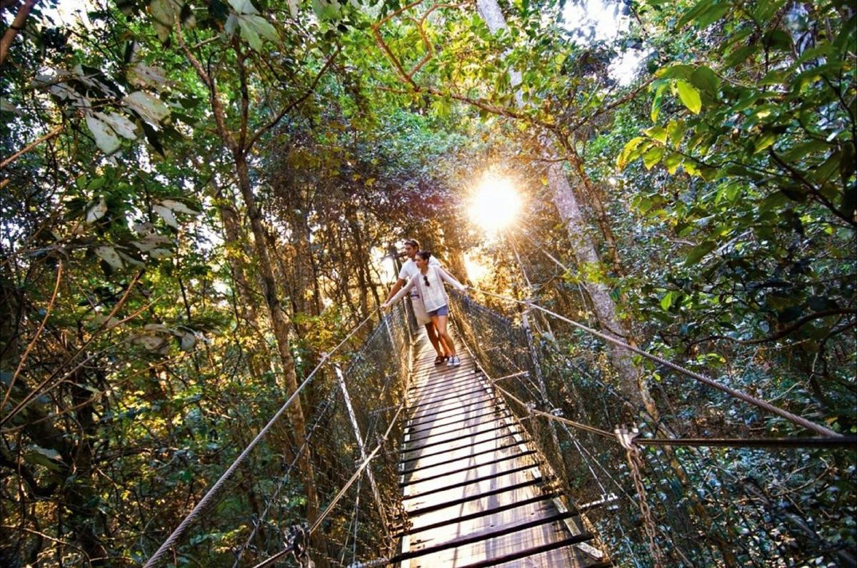 O'Reilly's Tree Top Walk