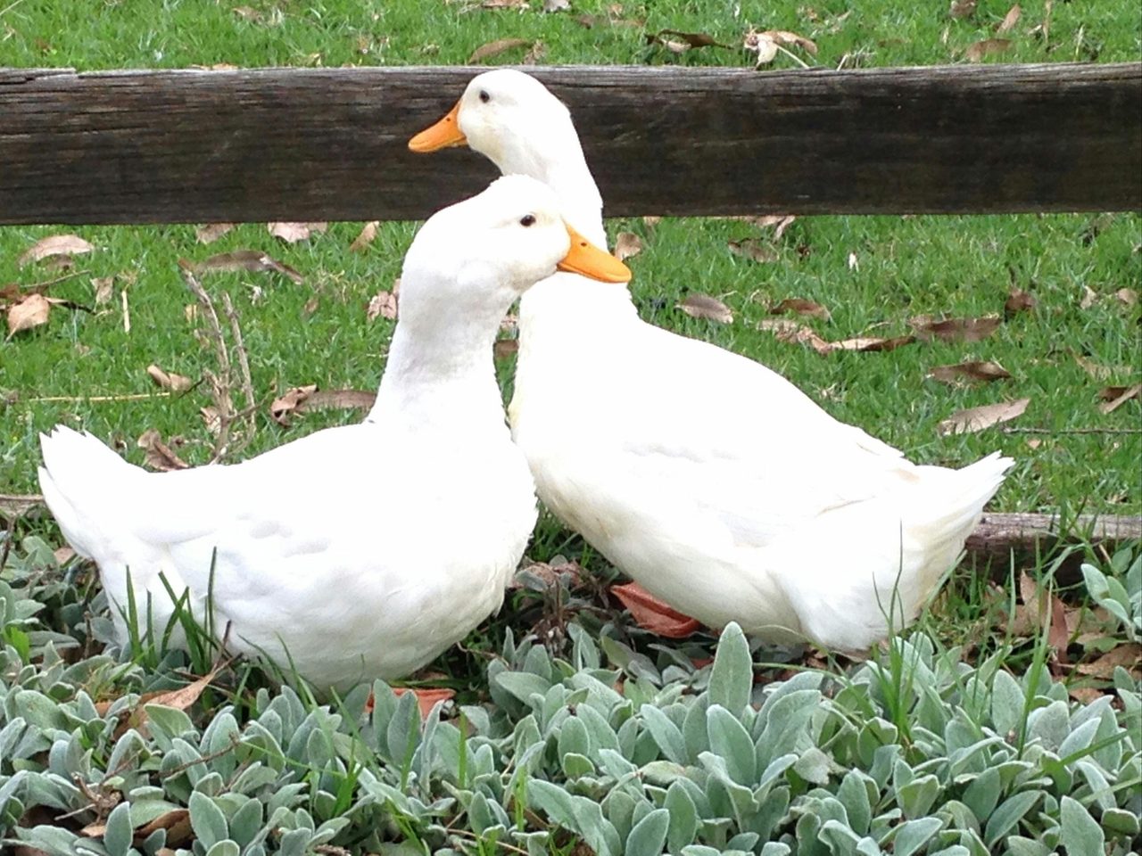 Farm animals