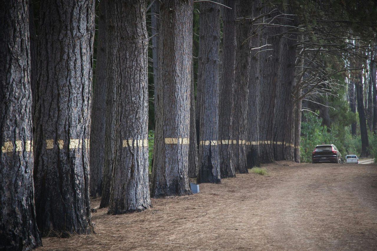 Robyn Veneer Sweeney's work 'Containment Lines'