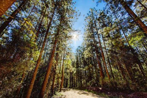 Mount Mee Forest Reserve