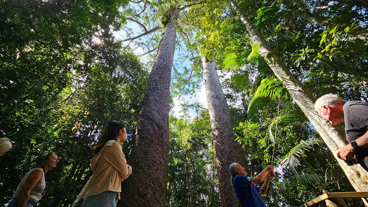 Premium Tablelands, Waterfalls & Paronella Park Rainforest Day Tour