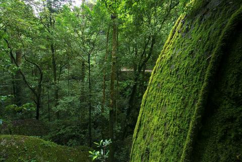 Rainforest Circuit Drive