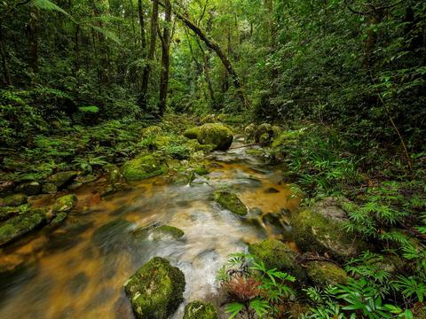 Cloud Forest Tour