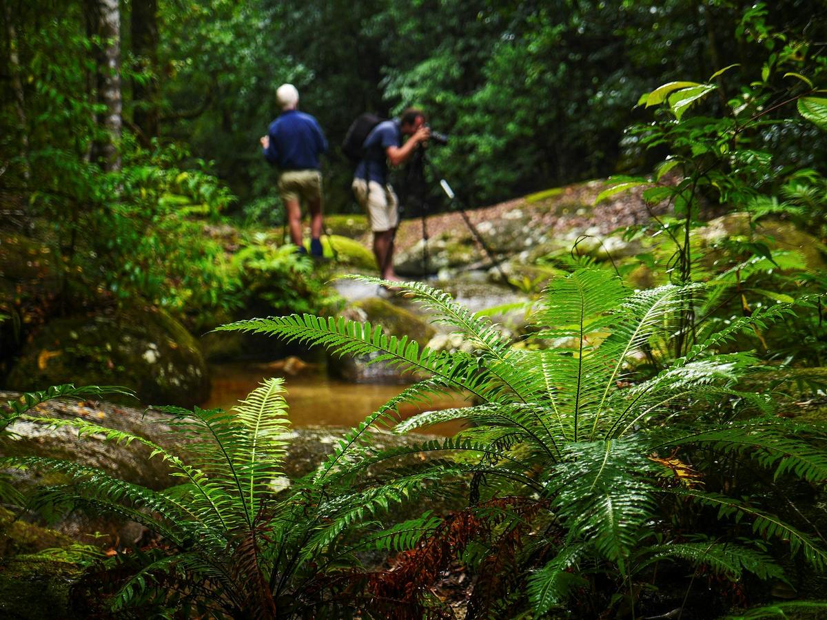 Guests immersed in the wilderness of tropical high altitude rainforest