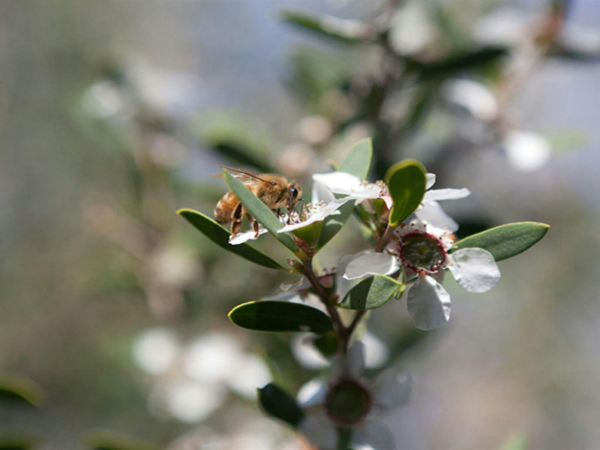 Murramarang Aboriginal Area. Photo: Lucas Boyd &copy; DPIE