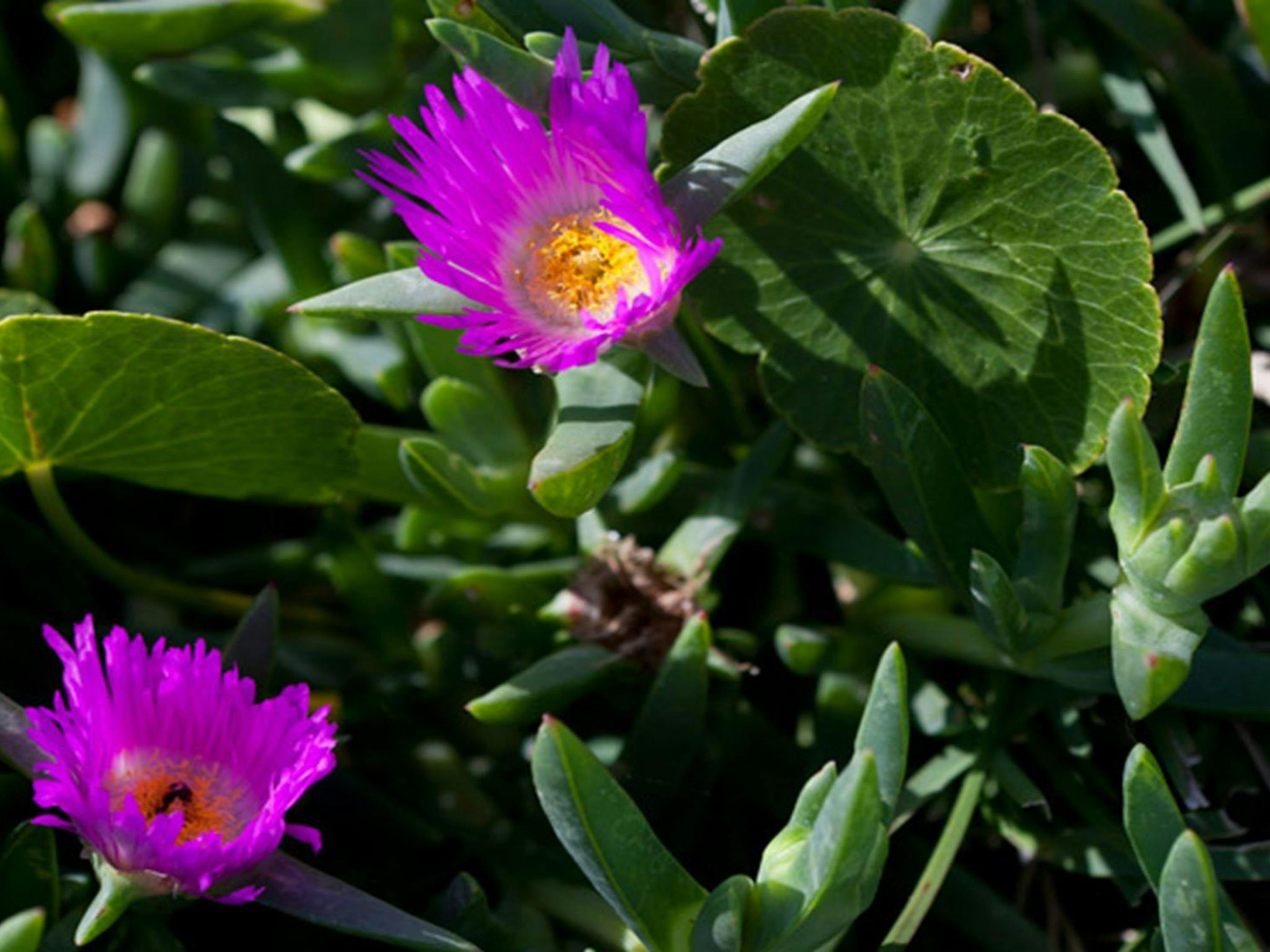 Murramarang Aboriginal Area. Photo: Lucas Boyd &copy; DPIE