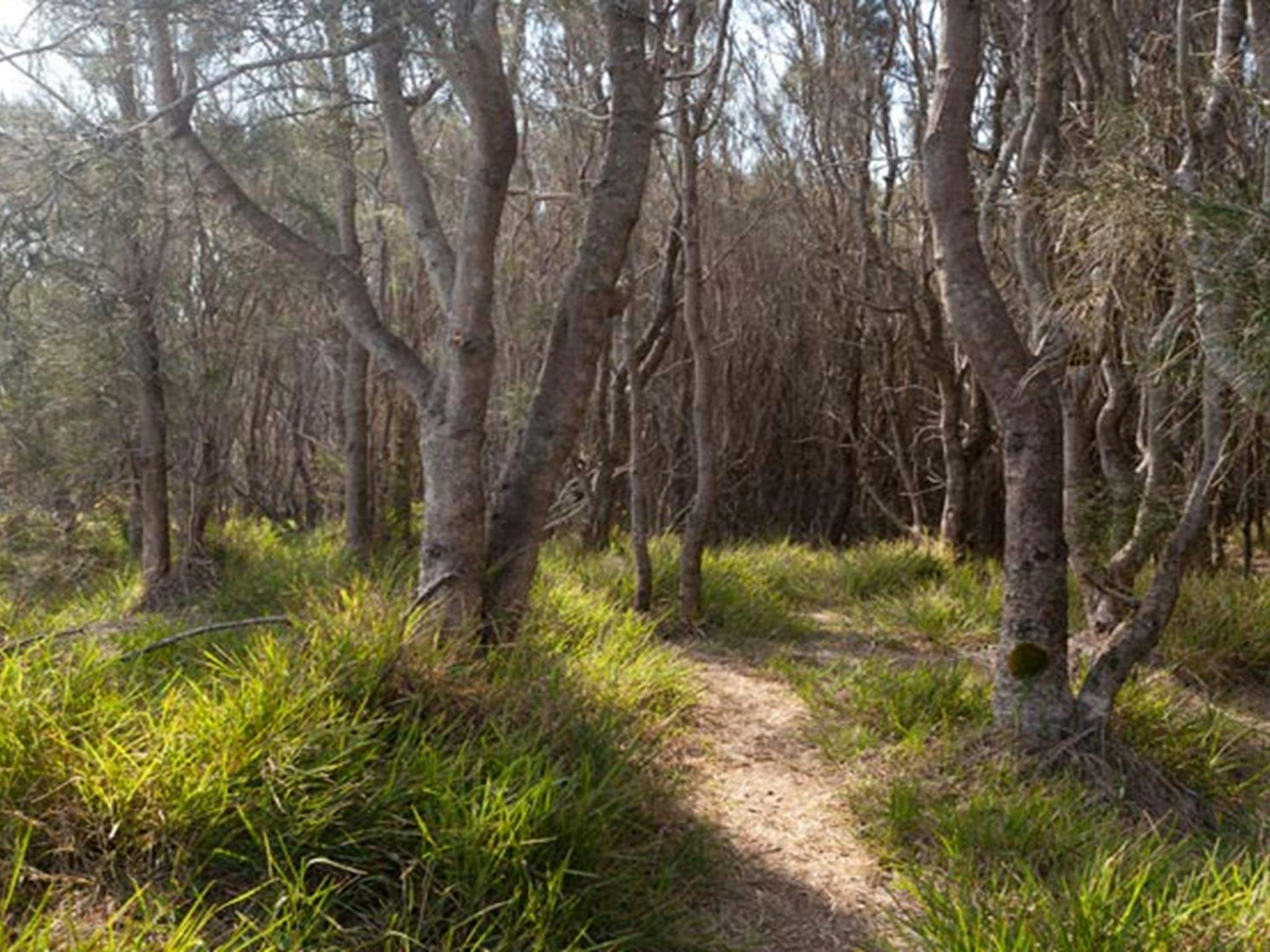 Murramarang Aboriginal Area. Photo: Lucas Boyd  &copy; OEH