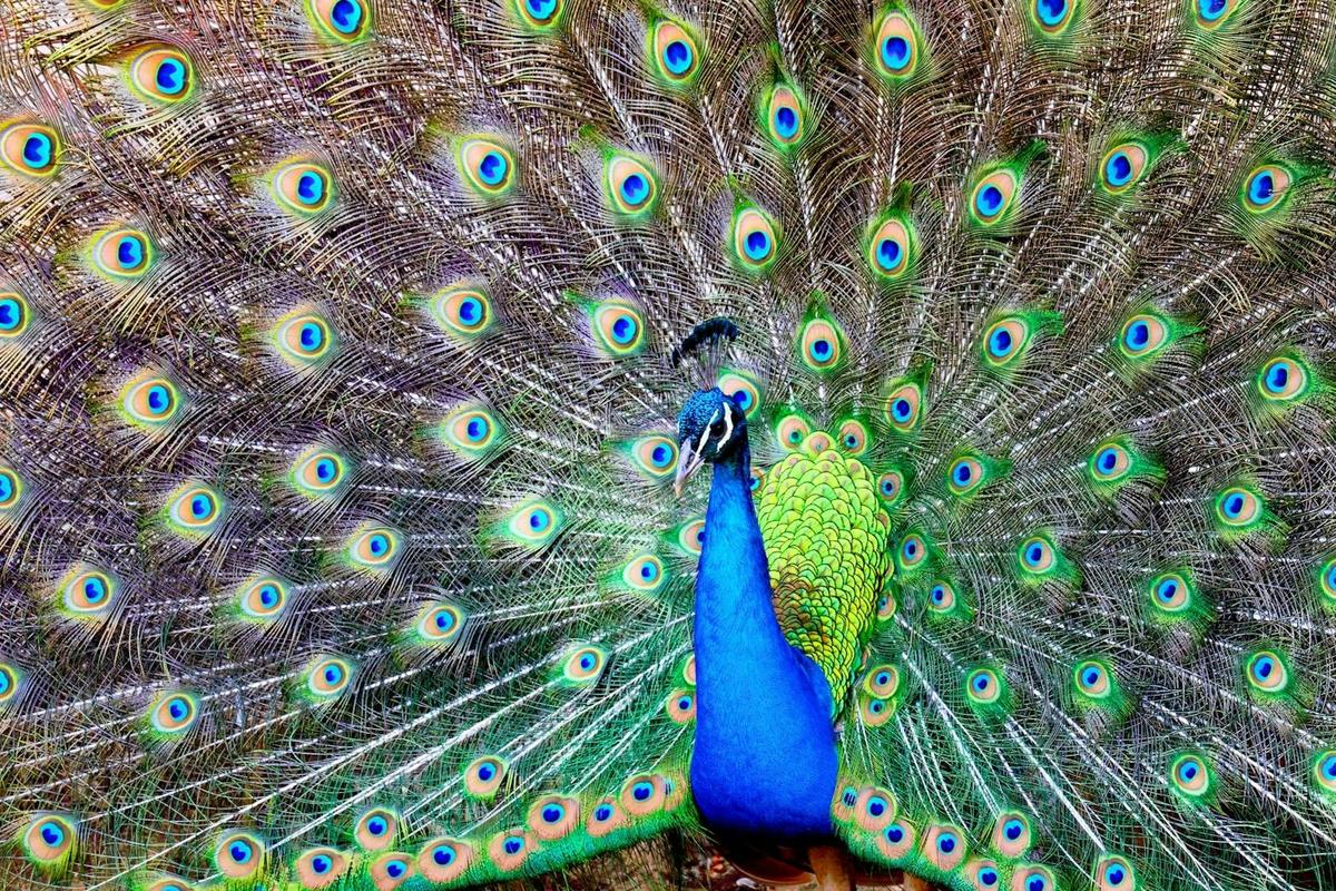 Peacock on the grounds at Mt Uncle Distillery