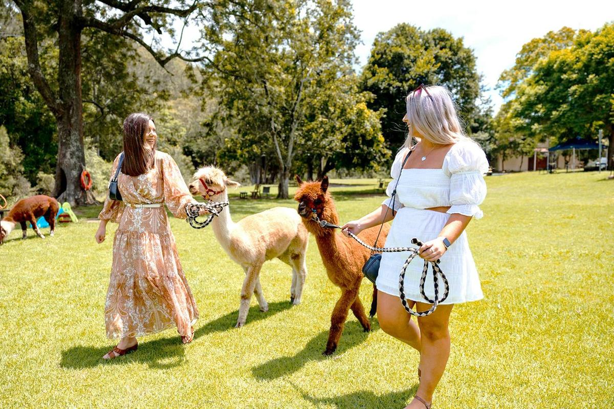Love Alpacas? No Probllamas!