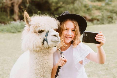 Mountview Alpaca Farm