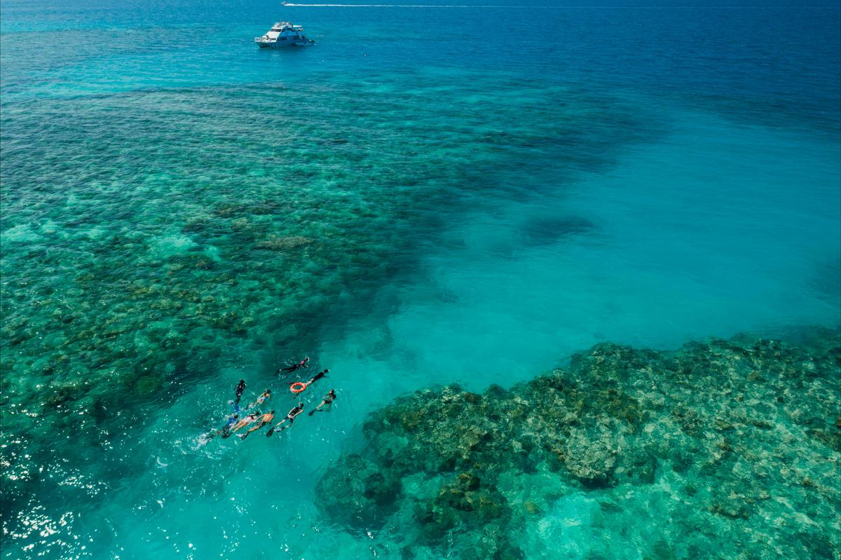 Ocean Freedom - Guided Master Reef Snorkel Tour Great Barrier Reef Cairns