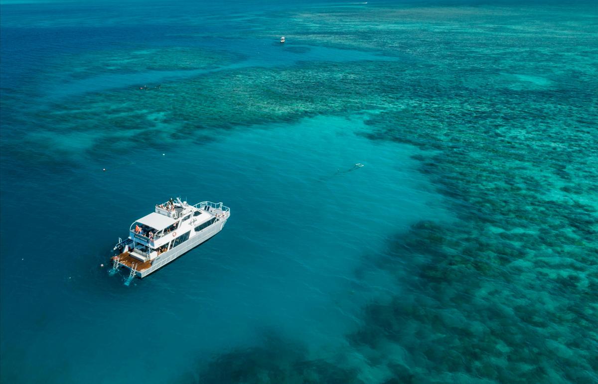 Ocean Freedom on "Wonder Wall" - Outer Edge Upolu Reef , Snorkel Great Barrier Reef Cairns