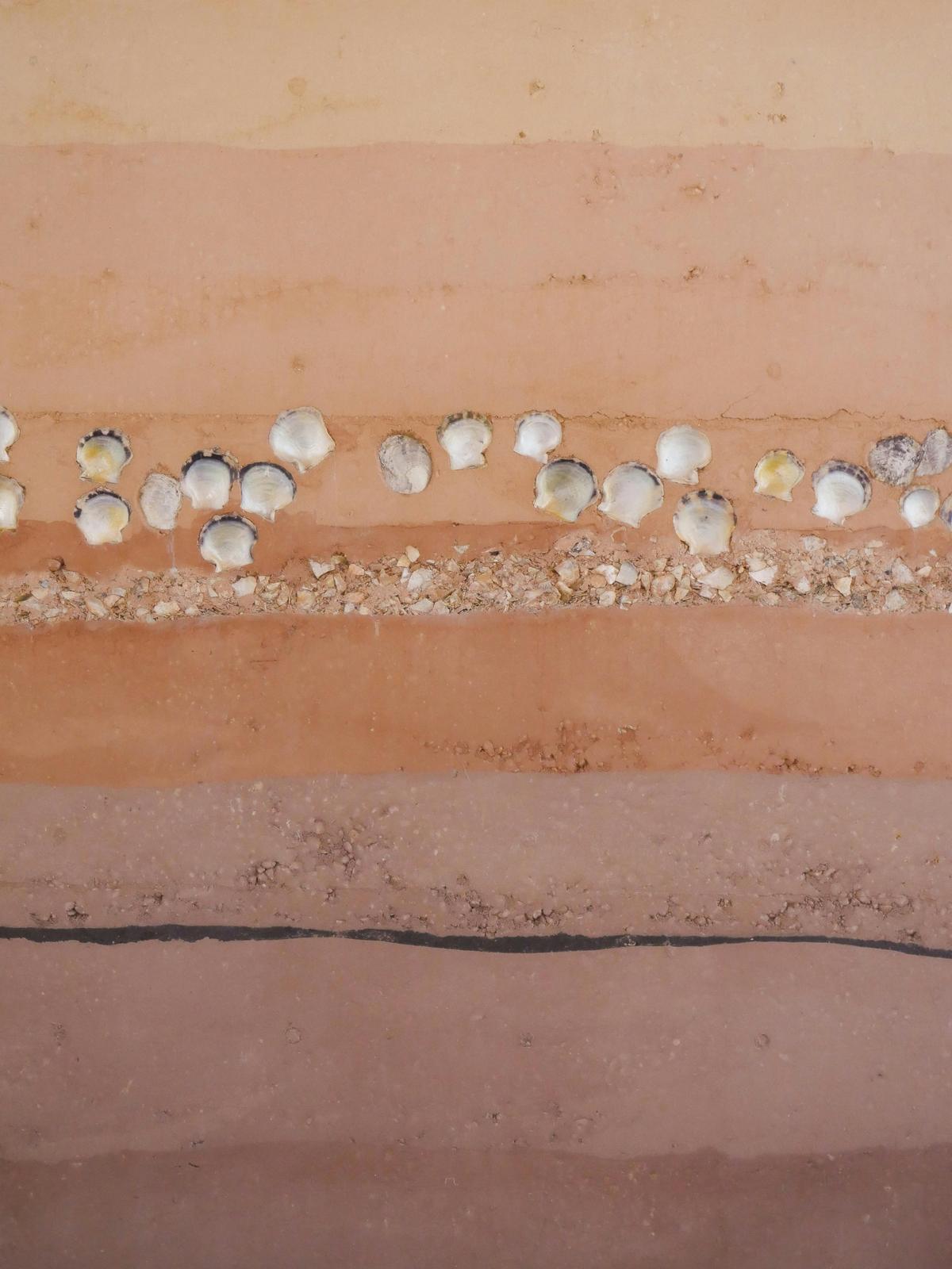 QUAMPI Centre, Quampi Shell wall.