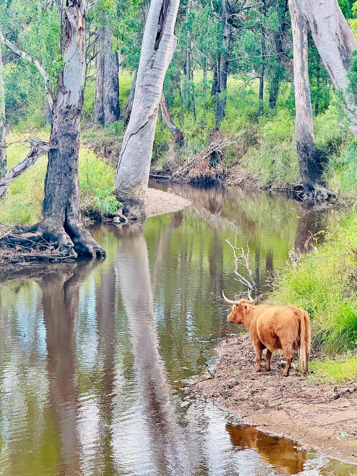 Creek & Highland Cow