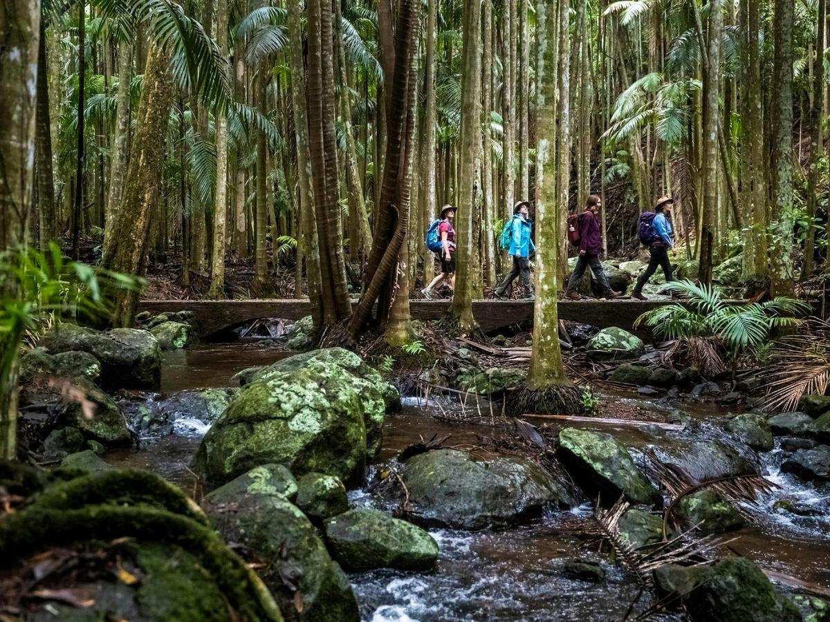Rainforest walks, Tamborine Mountain, QLD
