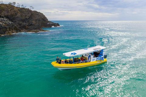 Whale Watching, Dolphin Adventure, Snorkelling, Swim with Whales