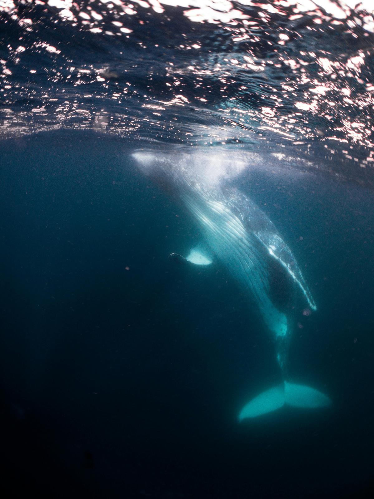 Swim with whale