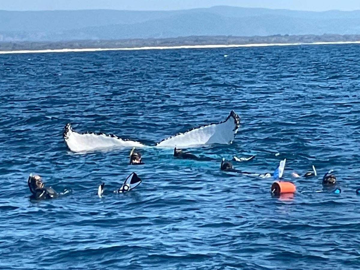 Noosa Wave Ocean Adventures