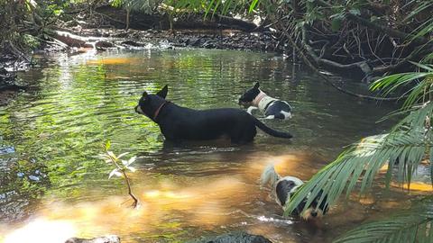 Permaculture and Pup Paradise