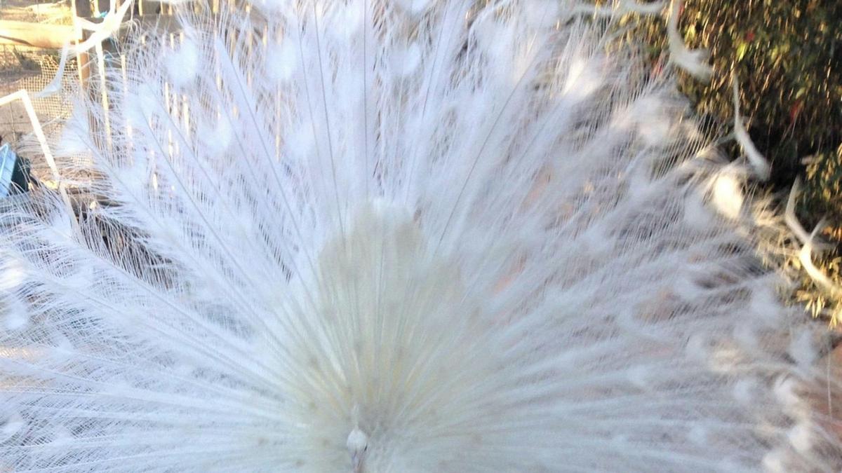 Peacock White