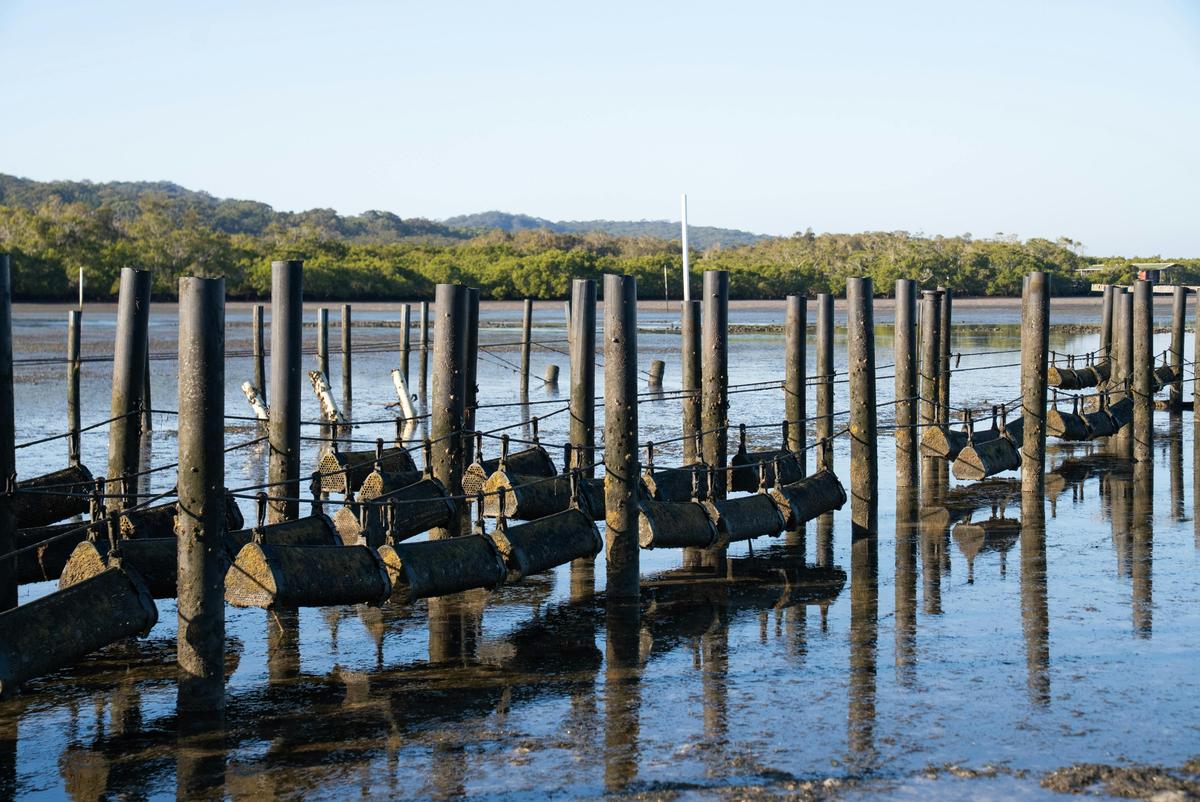 Quandamooka Oyster Farm Tours