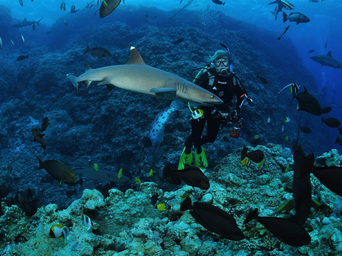 Osprey Reef