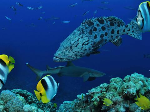 Osprey Reef