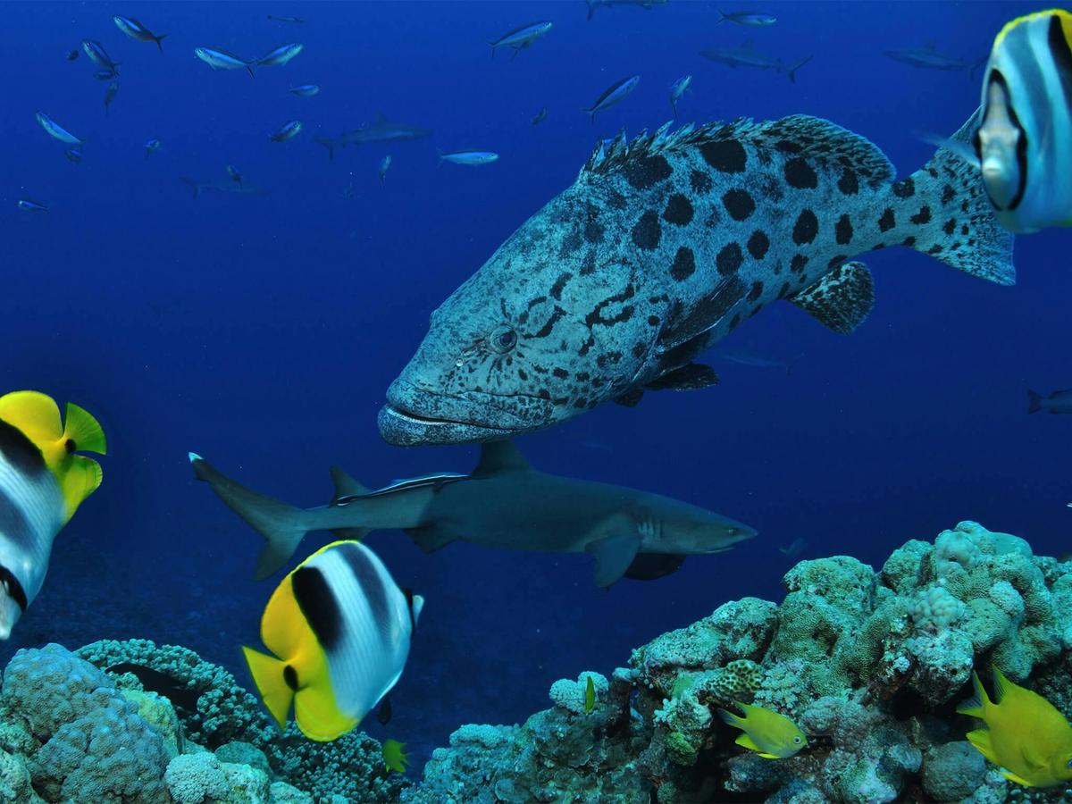 Osprey Reef