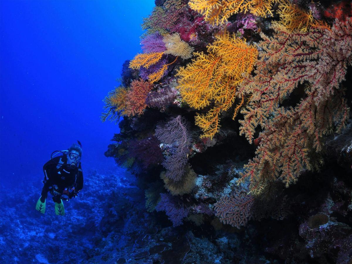 Osprey Reef