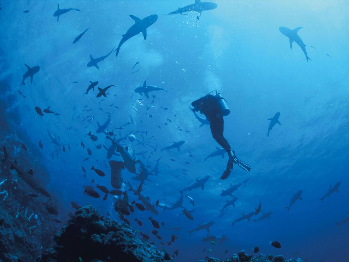 Osprey Reef