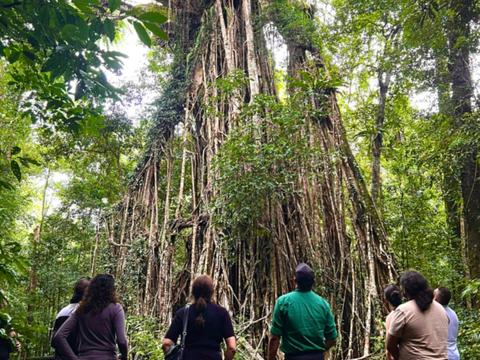 Walk On Yidinji Country With a Traditional Custodian
