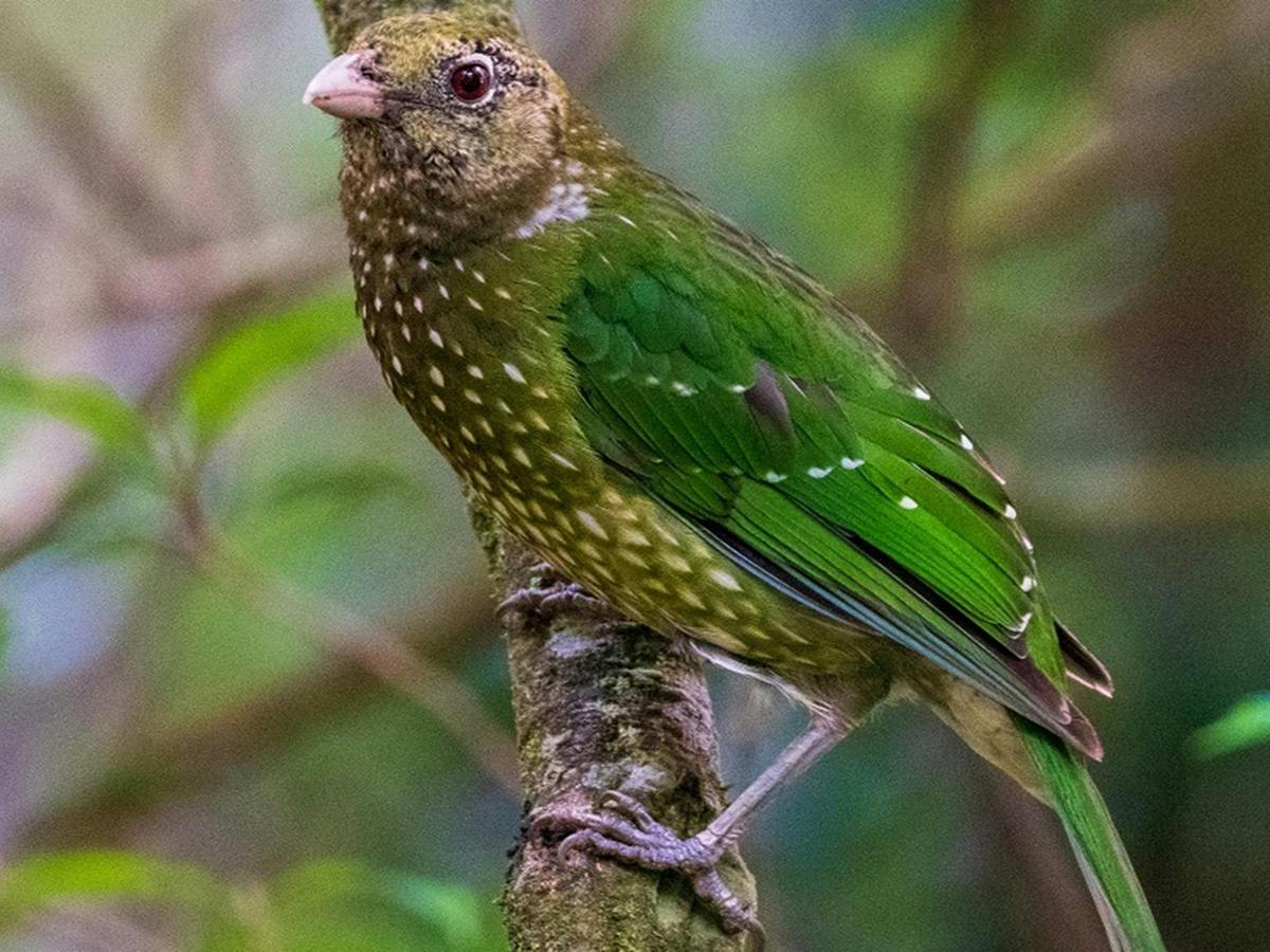 A green catbird, named for its cat's-yowl call. The bird's gorgeous green feathers camouflage it in