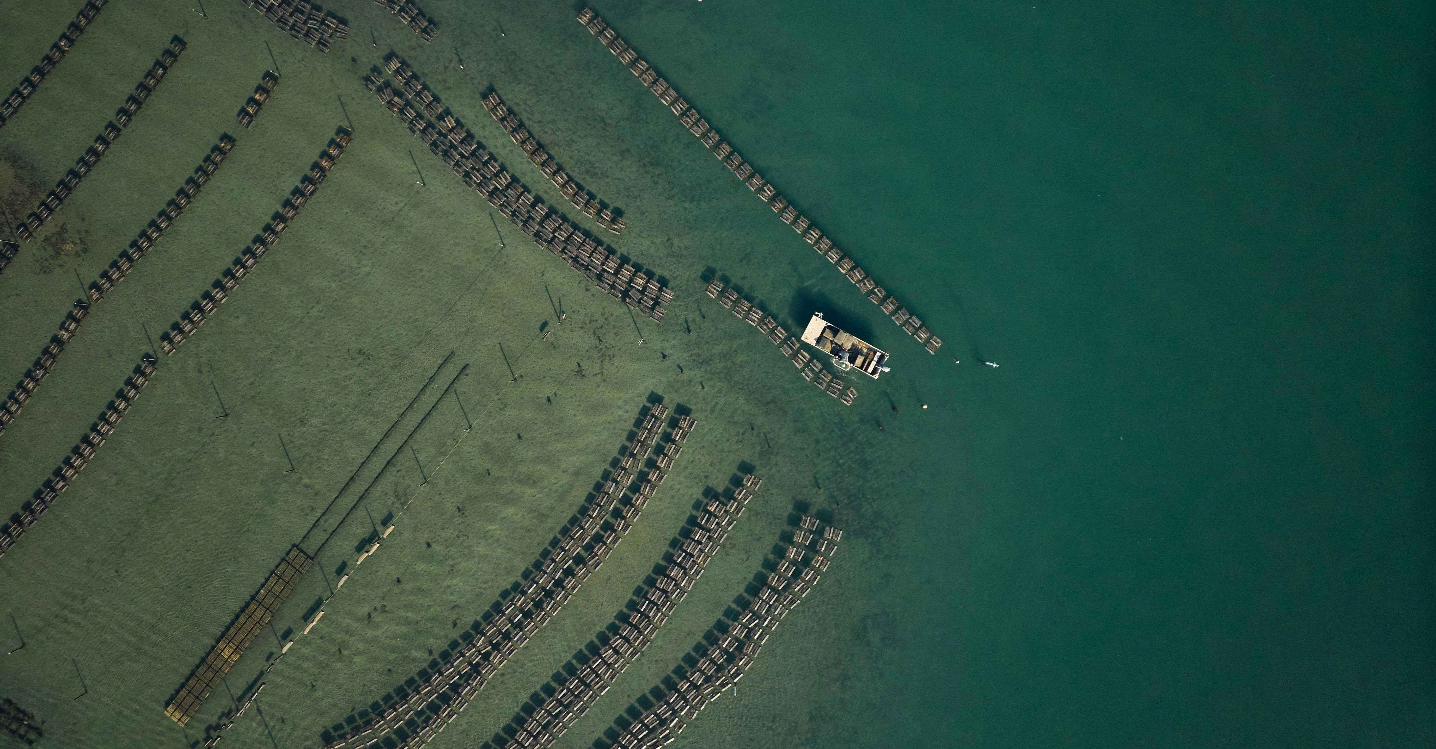 Pambula Lake oyster leases