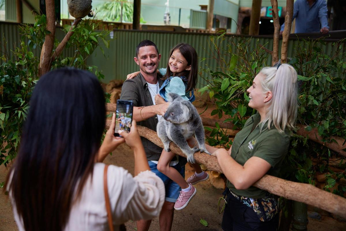 Exclusive Koala Experience at Rainforestation Nature Park, Kuranda, Tropical North Queensland