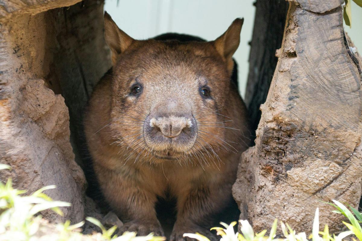 Meet Australian wildlife, including wombat, at Rainforestation Nature Park, Kuranda, Queensland