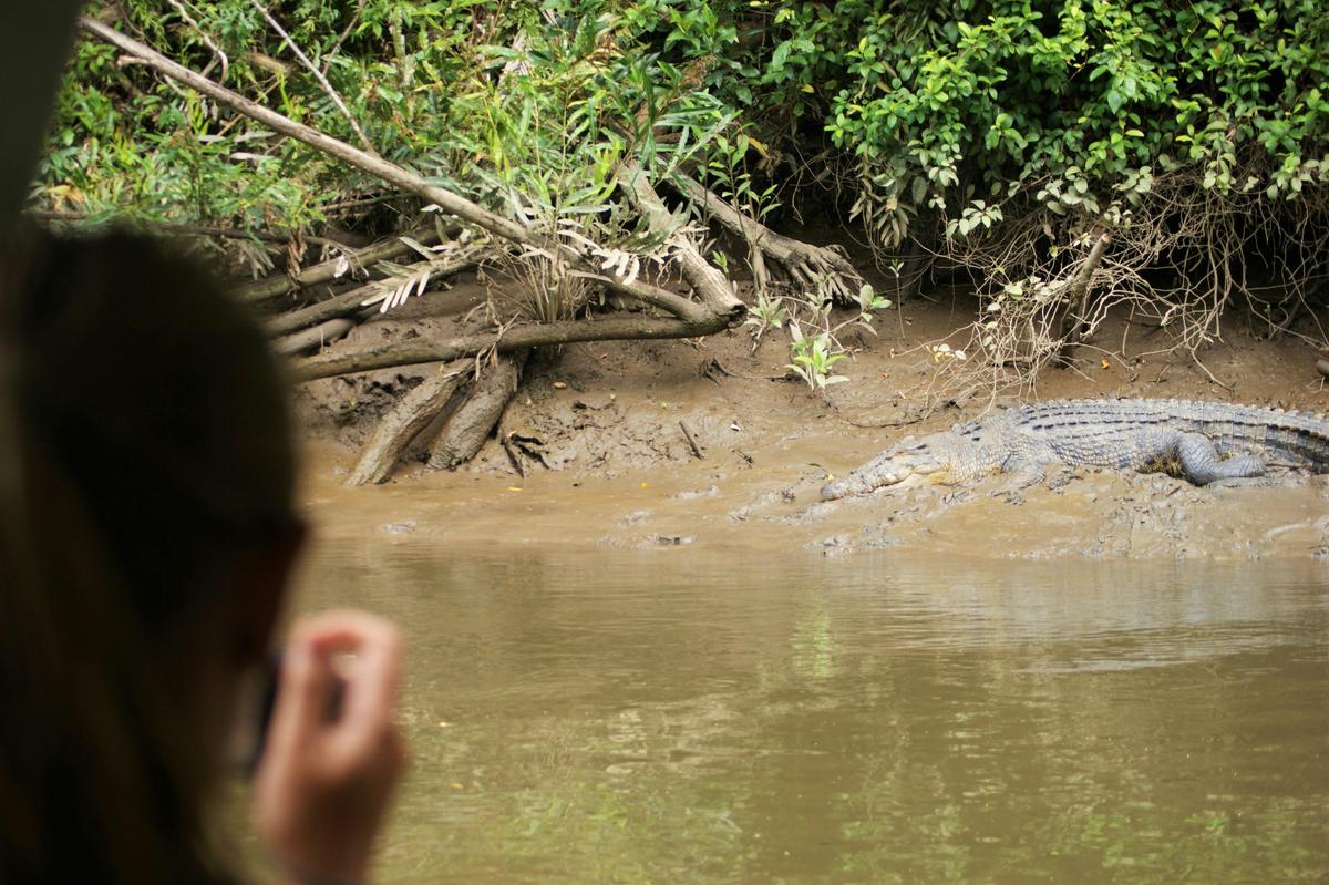 Private Daintree Rainforest Tour