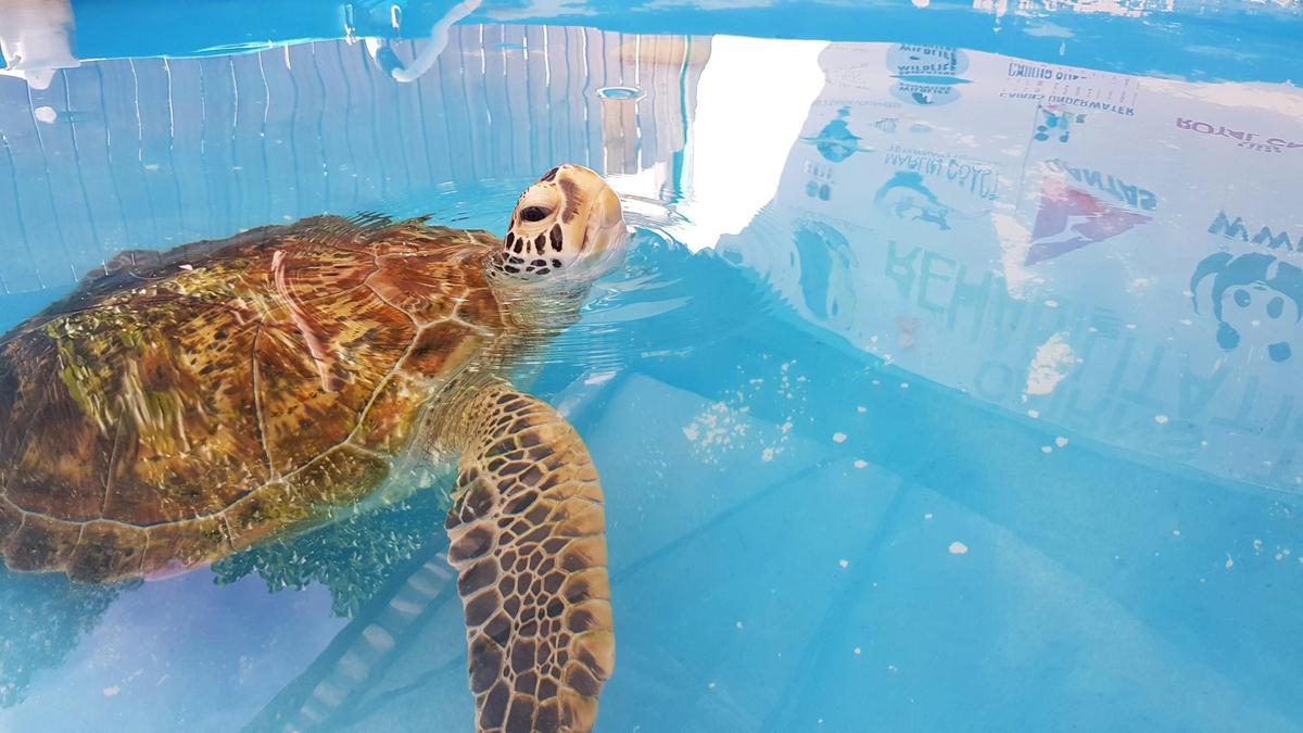 Marine Conservation on the Great Barrier Reef