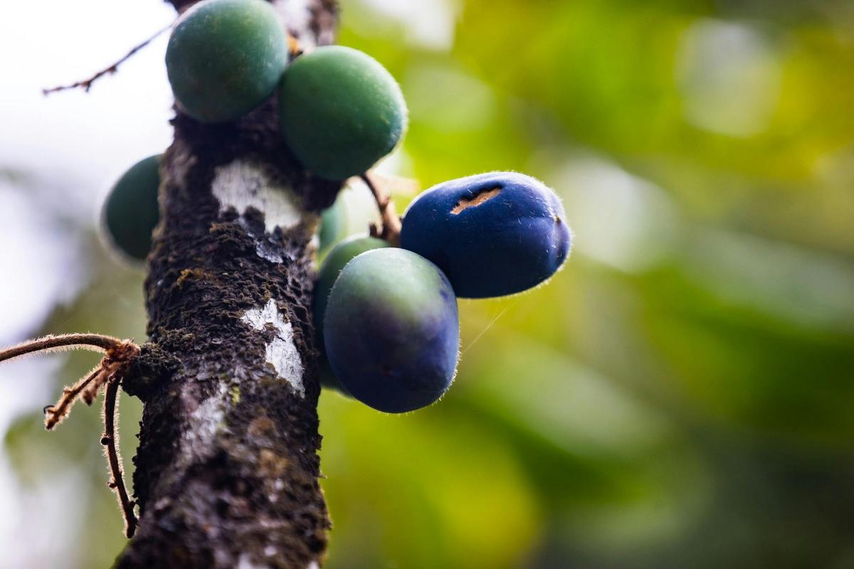 Boutique Cairns Tablelands Tasting Tour