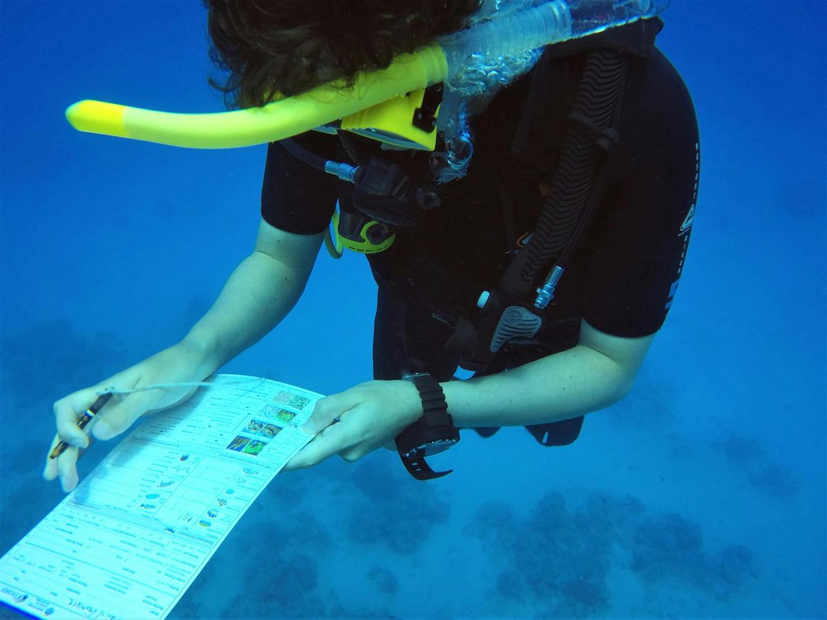 Marine Conservation on the Great Barrier Reef
