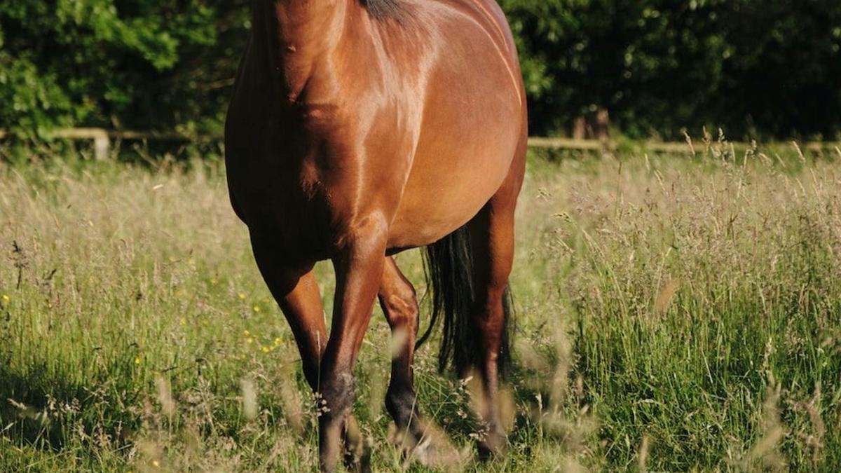 Normamay Downs Farm Stay
