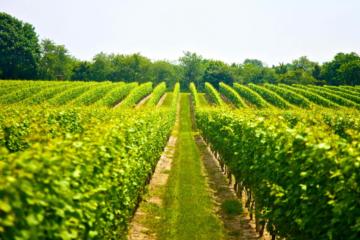 Tamborine Mountain - Wine Tasting Tour - From Brisbane