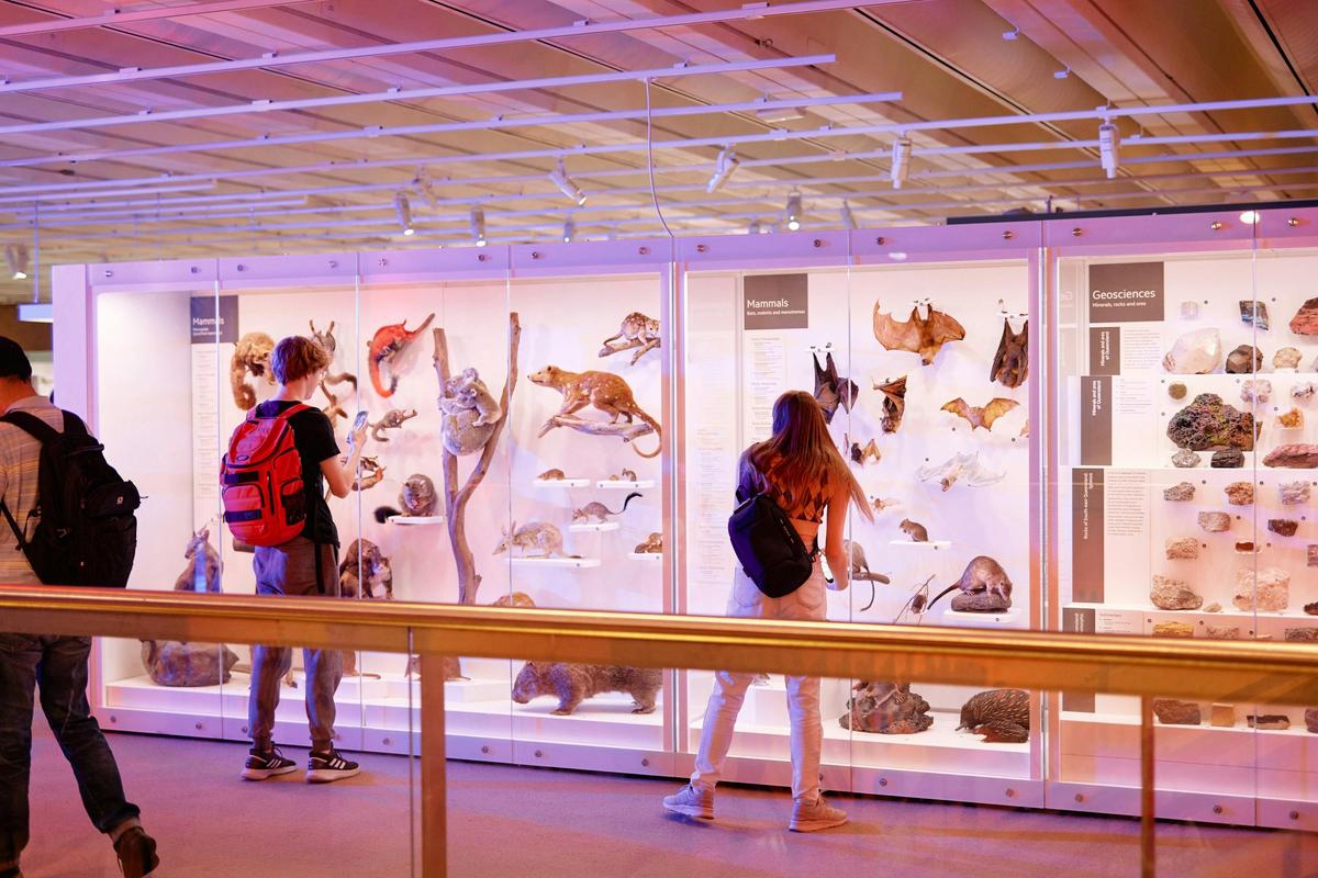 Discovery Centre at Queensland Museum Kurilpa