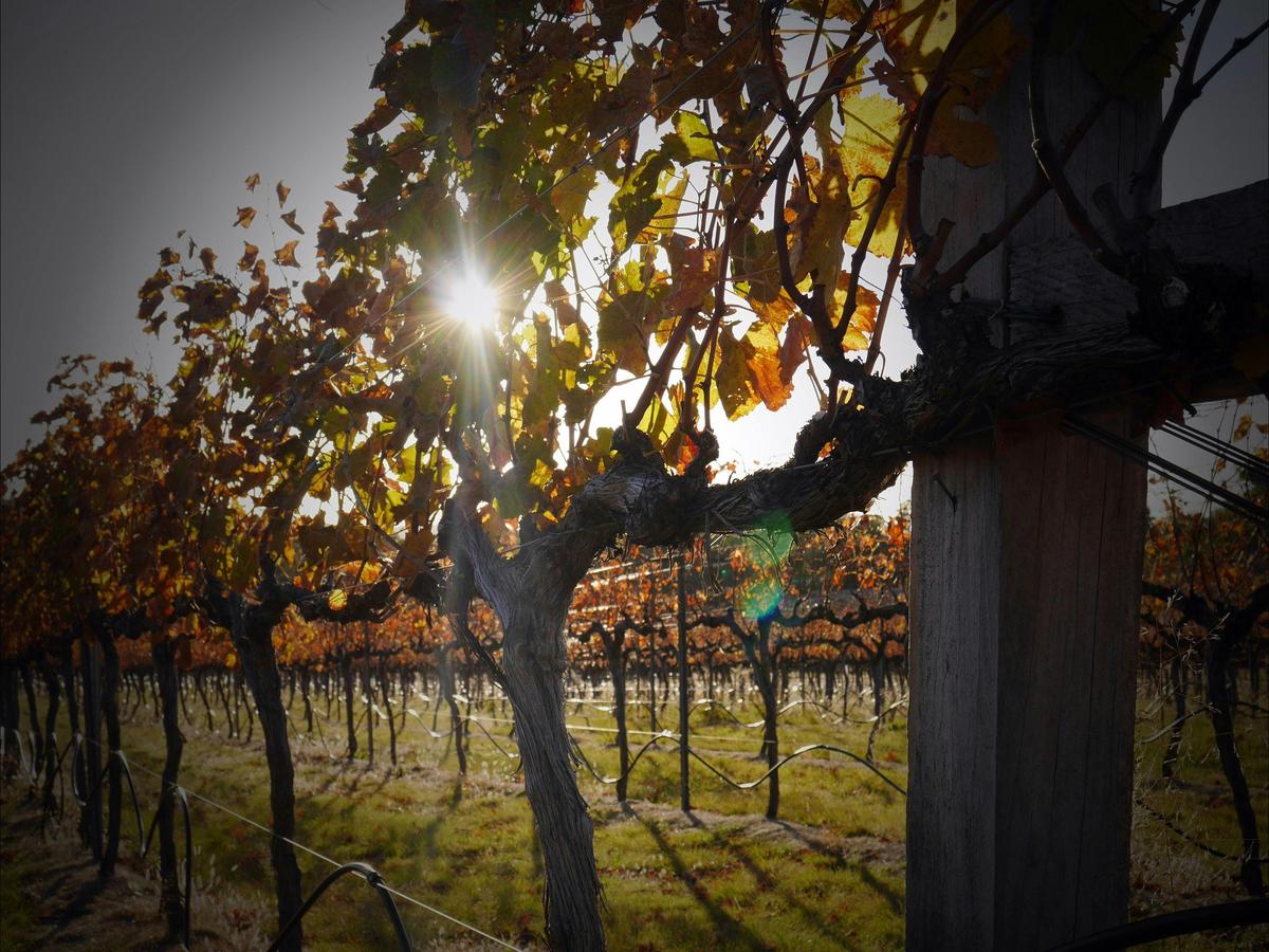 autumn in the vineyard at Pyramids Road Wines, Granite Belt, SE Qld
