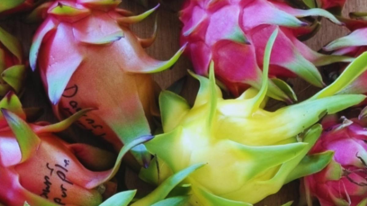 Rare Dragon Fruit