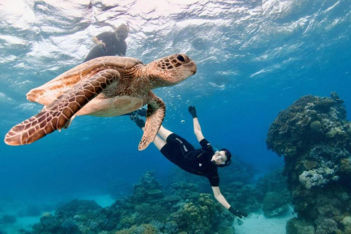 Pure Snorkelling Half Day Great Barrier Tour