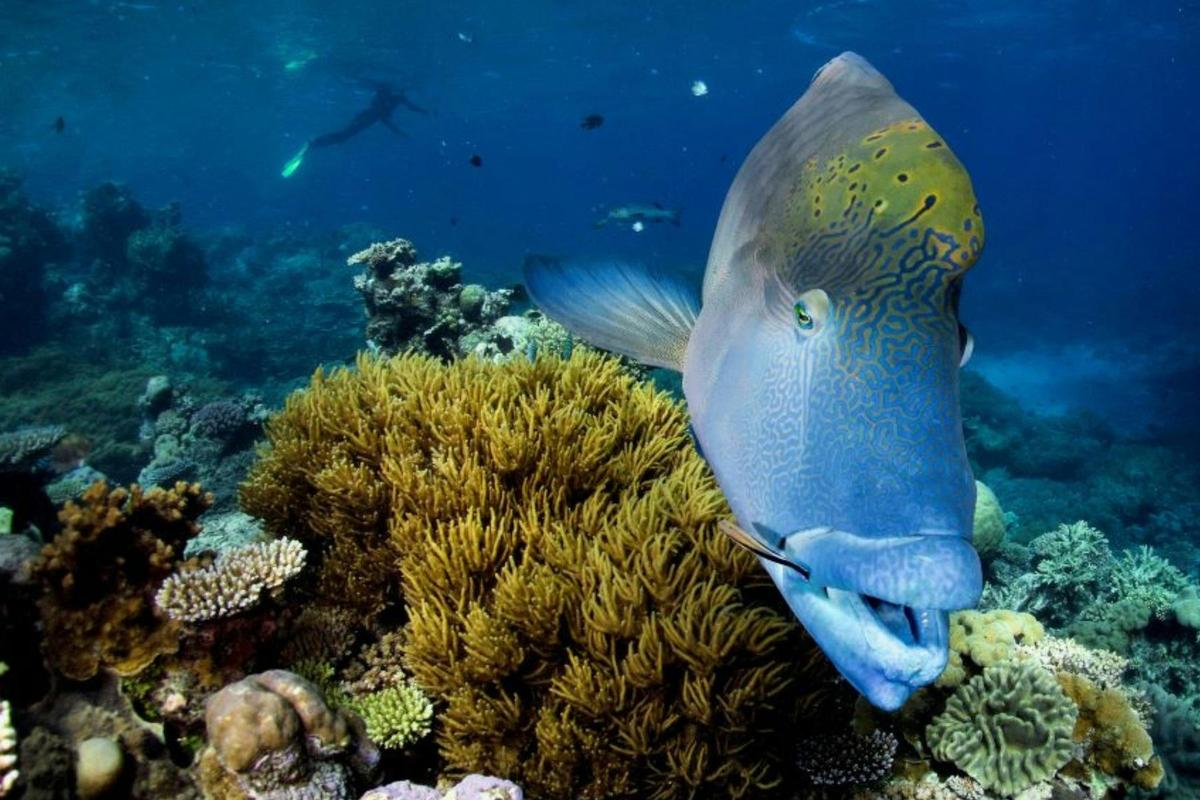 Pure Snorkelling Half Day Great Barrier Tour