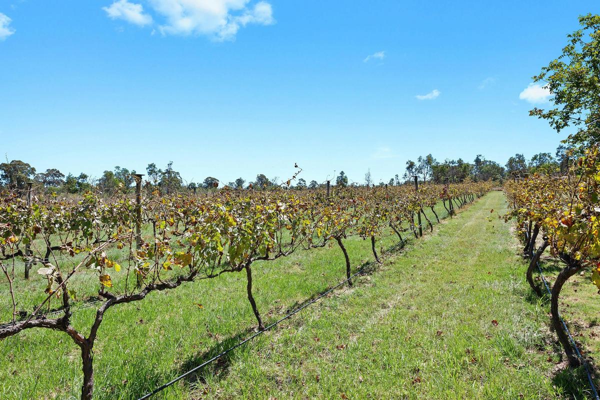 Pinotage & Verdelho vines