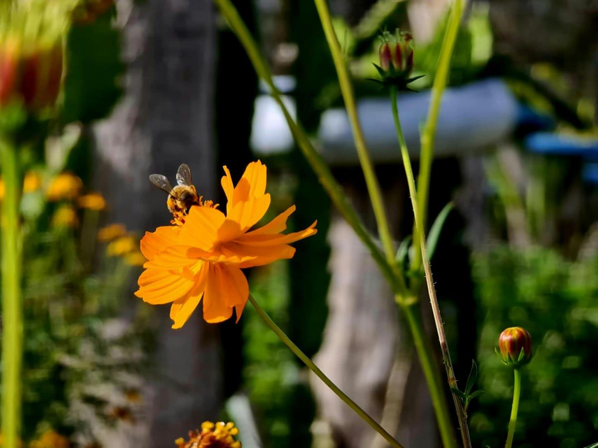 Bees feeding on cosmos flowers. Companion plants