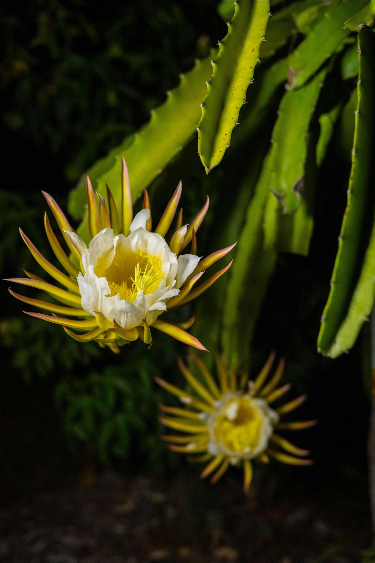 Dragon fruit flower