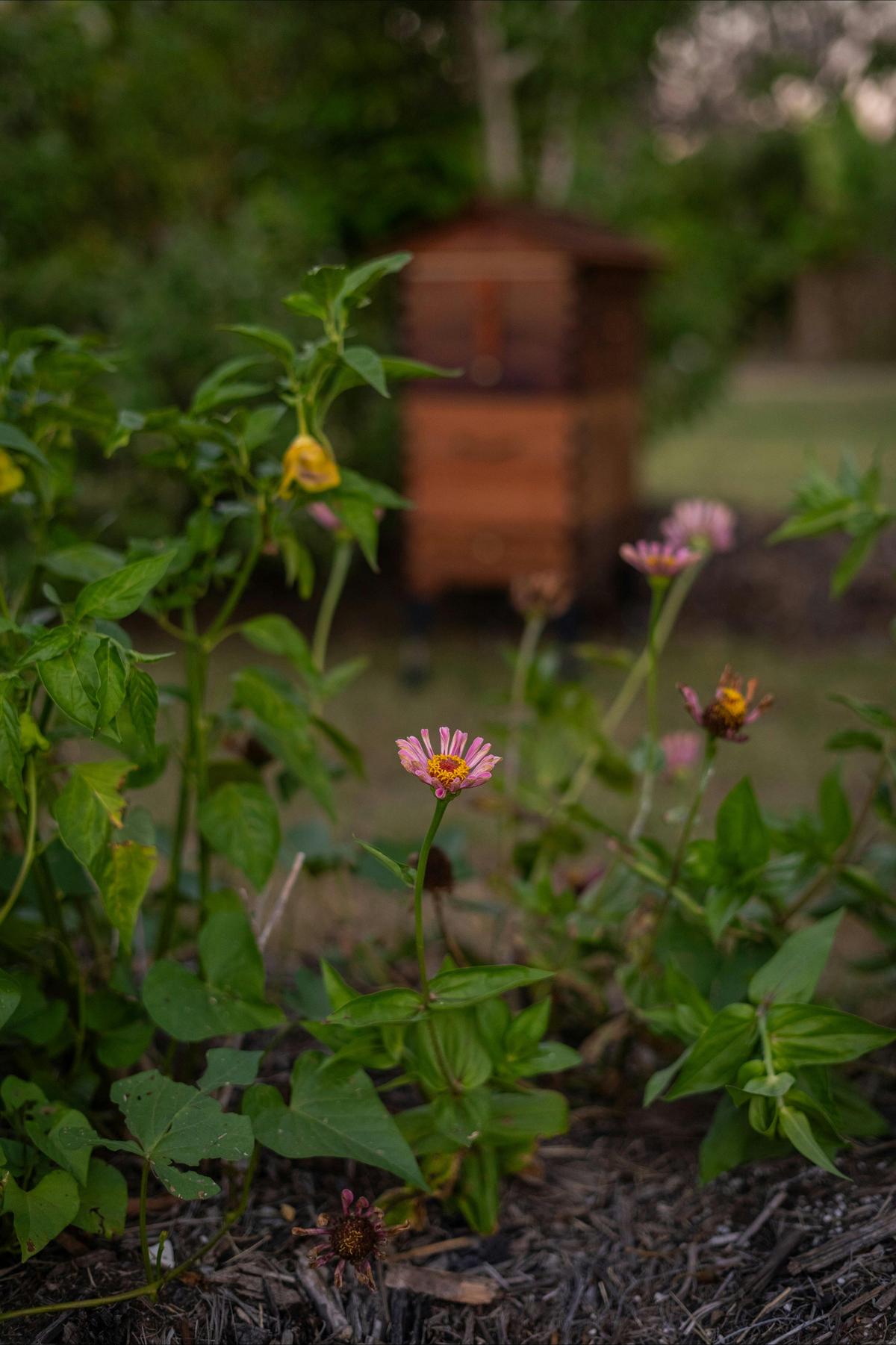 Flow Hive in the Dragon Fruit Orchard